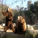 zoo madrid