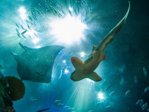 Los mejores aquariums de España para visitar en familia